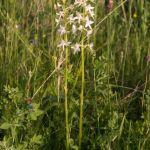 Podkolan biały na łąkach w Dąbkowie, fot. Grzegorz Szafran