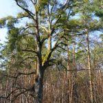 Lipy opanowane przez jemiołę w alei lipowej na Lipowcu, fot. Grzegorz Szafran