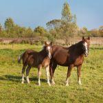 Pejzaż terenu Gminy Lubaczów, okolice Lisich Jam, Fot. T. Poźniak, 2011 r.