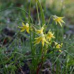 Złoć mała w parku w Krowicy Samej, fot. Grzegorz Szafran