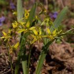 Złoć żółta w grądach w okolicach Huty Kryształowej, fot. Grzegorz Szafran