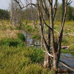 Zalewiska bobrowe na Smolice, fot. Grzegorz Szafran