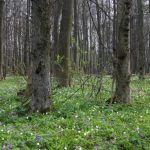 Grądy w okolicach Podlesia, fot. Grzegorz Szafran