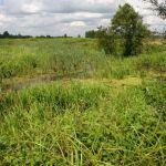 Starorzecze Lubaczówki w okolicach Krowicy Hołodowskiej, fot. Grzegorz Szafran