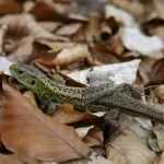 Liniejąca jaszczurka zwinka, gatunek ciepłolubny występujący w miejscach nasłonecznionych - leśnych polanach, skarpach, na skrajach lasów, fot. Grzegorz Szafran