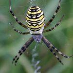 Tygrzyk paskowany, zakłada okrągłe sieci z charakterystycznym szwem. Występuje na wilgotnych łąkach i w pobliżu wód, fot. Grzegorz Szafran