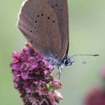 Modraszek nausitous na kwiatostanie krwiściągu lekarskiego. Gatunek chroniony na obszarach NATURA 2000, fot. Grzegorz Szafran