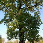 Bihale, dąb przy cerkwi pw. Opieki NMP. Fot. J. Mazur, 2011 r.