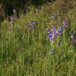 Kosaćce syberyjskie na łąkach trzęślicowych w okolicach Szczutkowa, fot. Grzegorz Szafran