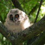 Młoda sowa uszatka, fot. Tomasz Smędra