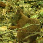 Wiewiórka, fot. Tomasz Smędra