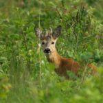 Rogacz (samiec sarny) z parostkami w scypule, fot. Tomasz Smędra