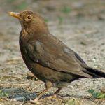 Dobry znajomy – kos, fot. Tomasz Smędra