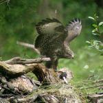 Myszołów ze zdobyczą, fot. Tomasz Smędra