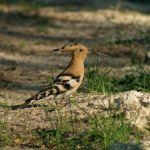 Dudek lokator dziuplastych drzew na skraju pół i lasów, fot. Tomasz Smędra