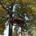 Łukawiec, dzwonnica między dębami przy kościele pw. Objawienia Pańskiego. Fot. J. Mazur, 2011 r.