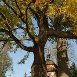 Łukawiec, dęby przy cerkwi pw. św. Dymitra. Fot. J. Mazur, 2011 r.