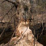 Zgryziony przez bobry wiąz w okolicach Dąbrowy, fot. Grzegorz Szafran