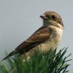 Gąsiorek - mieszkaniec śródpolnych zakrzewień, fot. Tomasz Smędra