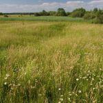 Mechowisko na skraju Lisich Jam, fot. Grzegorz Szafran