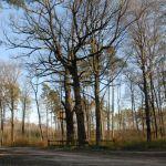 D. Sieniawka, "Dęby Sobieskiego". Fot. T. Poźniak, 2011r.
