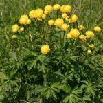 Pełnik europejski na łąkach trzęślicowych w okolicach Szczutkowa, fot. Grzegorz Szafran