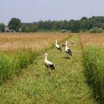 Koszenie łąk w okolicach przysiółka Brozie, fot. Grzegorz Szafran