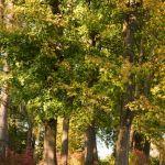 Krowica Sama, dawny park podworski. Fot. T. Poźniak, 2011 r.