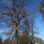 Krowica Sama, dawny park podworski. Fot. T. Poźniak, 2009 r.