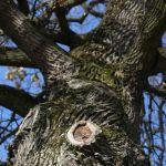 Krowica Sama, dawny park podworski. Fot. T. Poźniak, 2009 r.