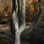 Krowica Sama, dawny park podworski. Fot. T. Poźniak, 2009 r.