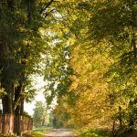 Krowica Sama, wiejska dróżka w przysiółku Cetynia, Fot. T. Poźniak, 2011 r.