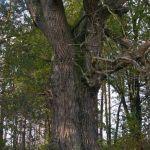 Pomnikowy dąb szypułkowy nad brzegiem Lubaczówki w uroczysku Kamienne, fot. Grzegorz Szafran