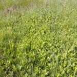 Torfowiska przejściowe z bobrkiem trójlistowym w okolicach Budomierza przy granicy z Ukrainą, fot. Grzegorz Szafran